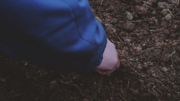 Жінка-фермер посадить цибулю в теплицю на початку весни — стокове відео
