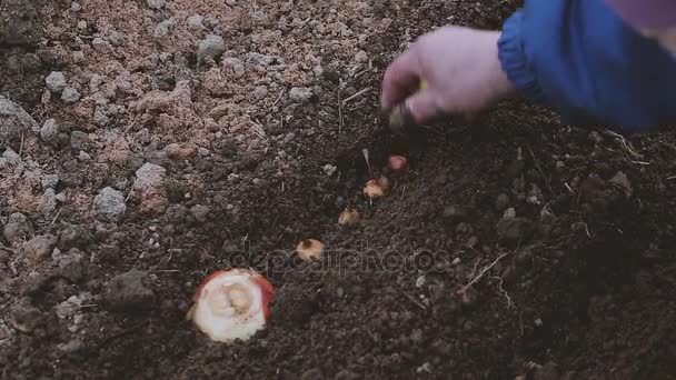 이른 봄에 있는 온실에 양파를 심기 여자 농부 — 비디오
