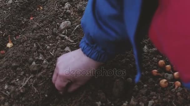 Vrouw boer uien in de kas planten in het vroege voorjaar — Stockvideo
