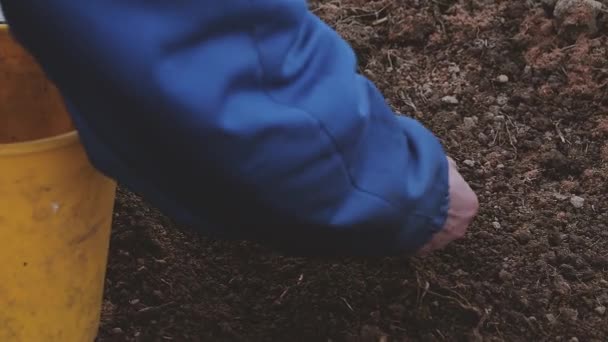 Жінка-фермер посадить цибулю в теплицю на початку весни — стокове відео