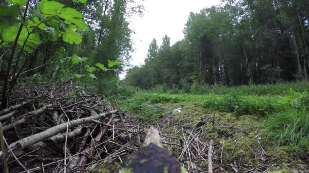 Rowerzysta jeździ w pobliżu w lesie — Wideo stockowe