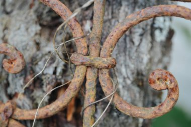 Demir çit ve kapı yapısı ayrıntılarını.