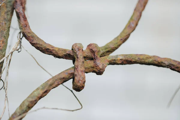 Details van de structuur van ijzeren hek en poort. — Stockfoto