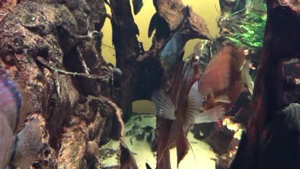 Fish in the aquarium — Stock Video