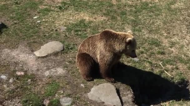Бурый медведь в зоопарке — стоковое видео
