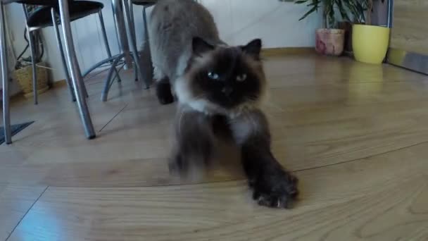 Siamés gato estiramientos — Vídeos de Stock
