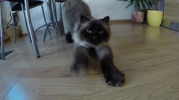 Siamkatze streckt sich — Stockvideo