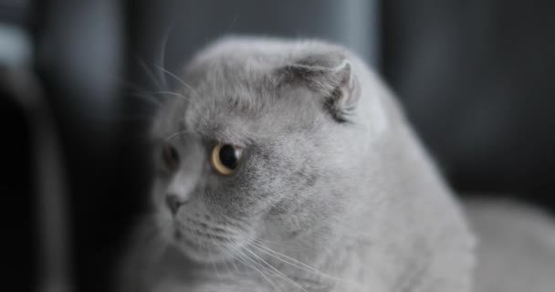 British shorthair cat — Stock Video