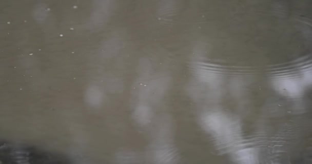 웅덩이 클로즈업에 빗방울 — 비디오