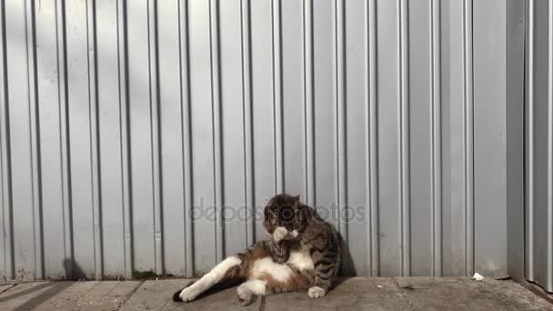Katzenwäsche sitzend — Stockvideo