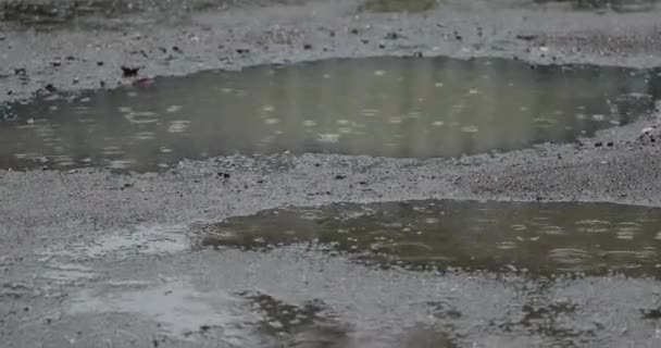 Σταγόνες της βροχής σε μια λακκούβα — Αρχείο Βίντεο