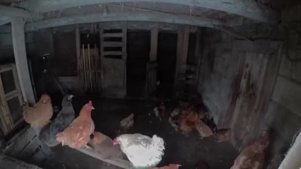 Chicken coop timelapse — Stock video