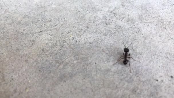 Lonely ant on concrete — Stock Video