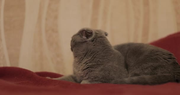 Britânico gato shorthair — Vídeo de Stock