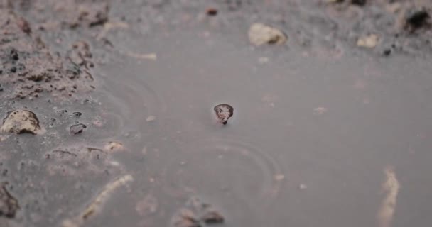 gouttes de pluie dans une flaque 