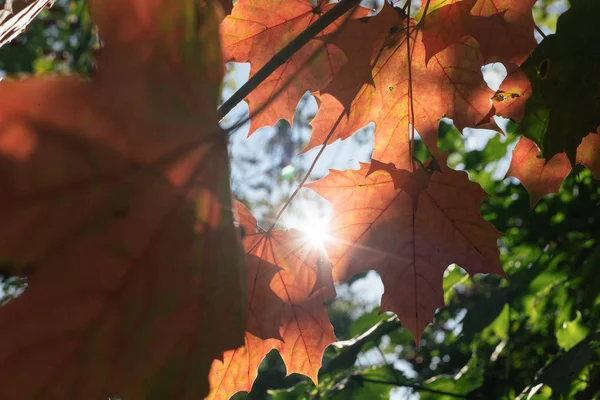 Outono folhas de bordo contra o fundo da luz solar — Fotografia de Stock