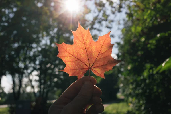 Őszi maple leaf a kezében — Stock Fotó