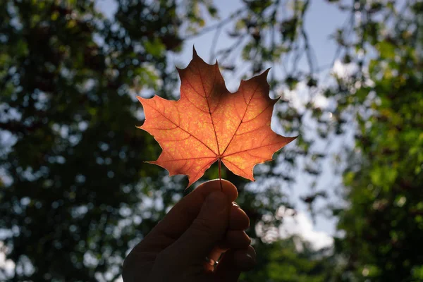 Őszi maple leaf a kezében — Stock Fotó
