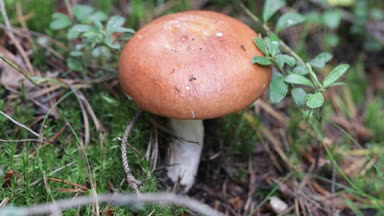 Ormanda mantar topluyorum.