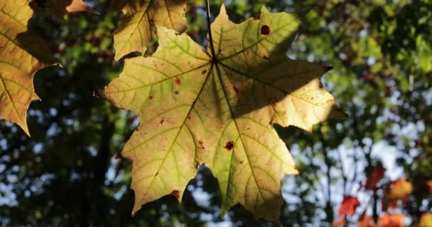 Herfst esdoorn bladeren op een boom — Stockvideo