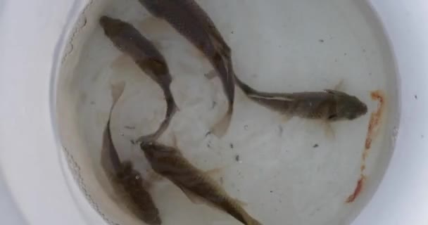 Жива річкова риба-крик — стокове відео
