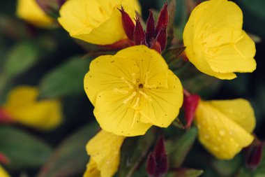 Sarı çiçekler yakın plan.