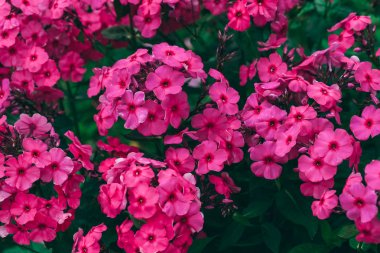 Phloxes Bahçe çiçek yakın çekim