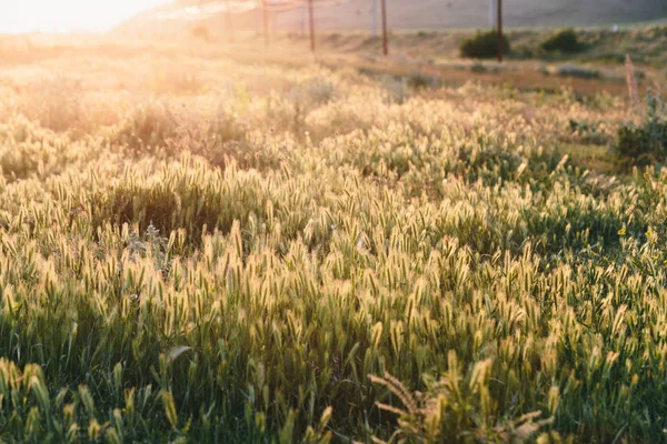 Gras bij zonsondergang — Stockfoto