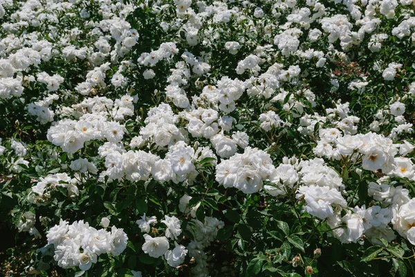 多くの白い花 — ストック写真