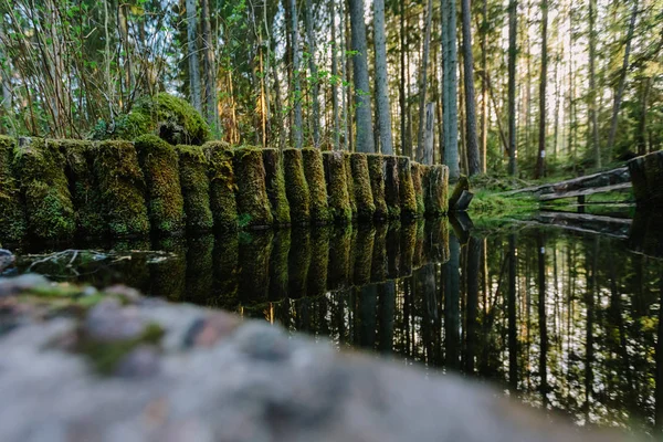 Bali drewnianych, porośnięte mchem w stawie lasu. — Zdjęcie stockowe