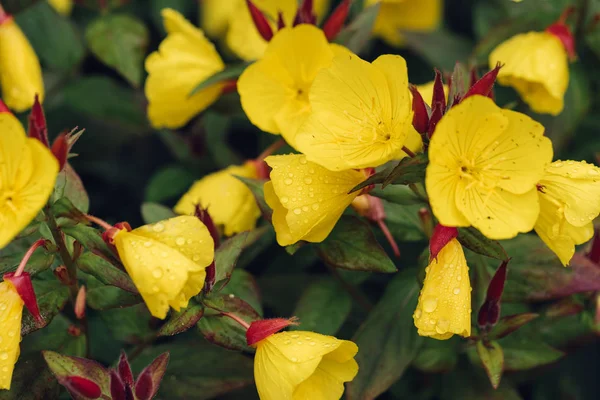 Sarı çiçekler yakın plan.