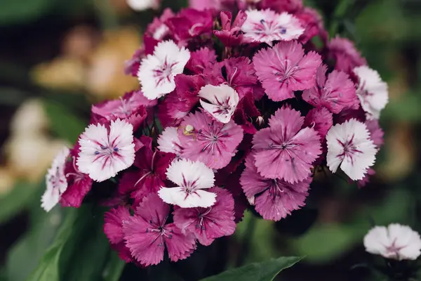 Phloxes 정원 꽃 클로즈업 — 스톡 사진