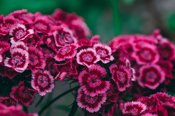 Phloxes の庭の花のクローズ アップ — ストック写真