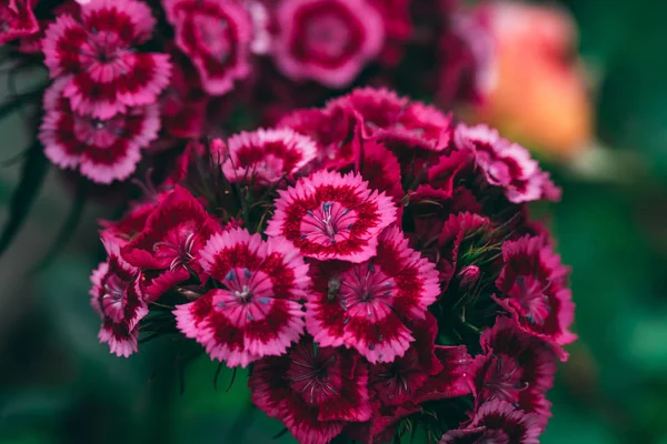 Phloxes の庭の花のクローズ アップ — ストック写真