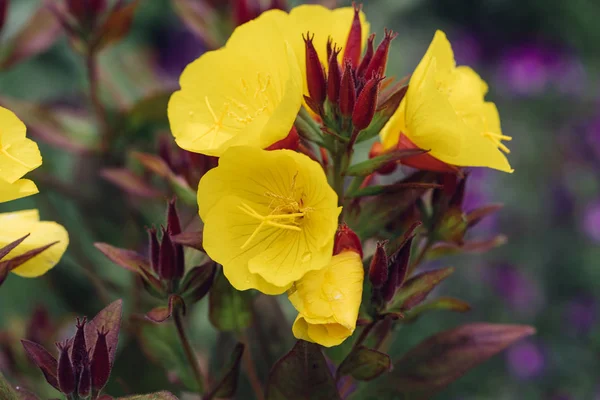 Sarı çiçekler yakın plan.