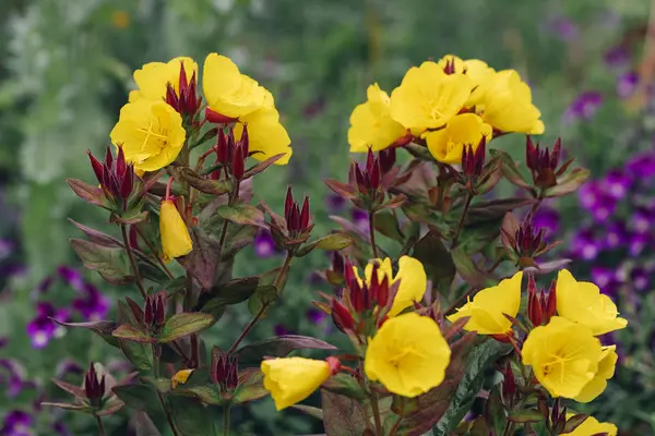 Sarı çiçekler yakın plan.