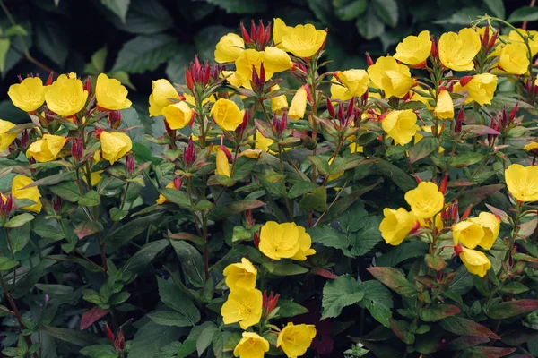 Sarı çiçekler yakın plan.