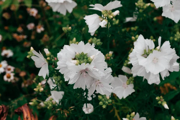 White Mallow bloem — Stockfoto
