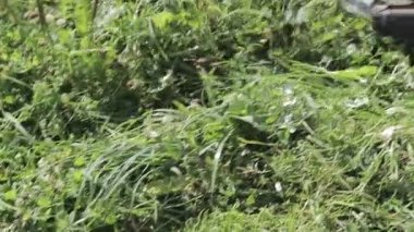 Tırpan bıçağı düzeltici ağır çekimde çim mows.