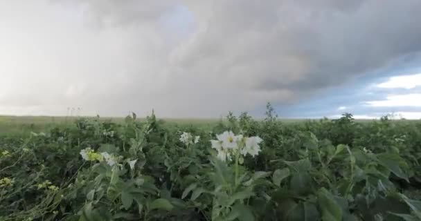 Campo de batata antes de trovoada . — Vídeo de Stock