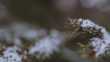 ağaçlar yakın çekim dallarda kar.