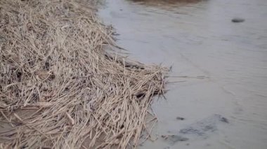 Sonbahar gölün kıyısında kuru bitki örtüsü.