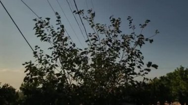 Ağır çekimde Rüzgar ve ağaç dalları.