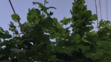 Ağır çekimde Rüzgar ve ağaç dalları.