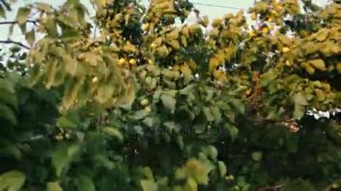 Ağır çekimde Rüzgar ve ağaç dalları.