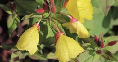 sarı bahçe çiçekleri