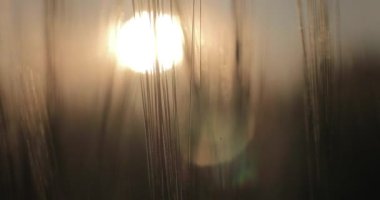 Günbatımı arpa sahada