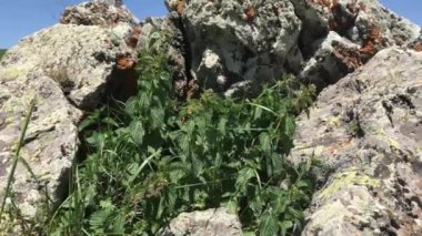 Isırgan Ermenistan video