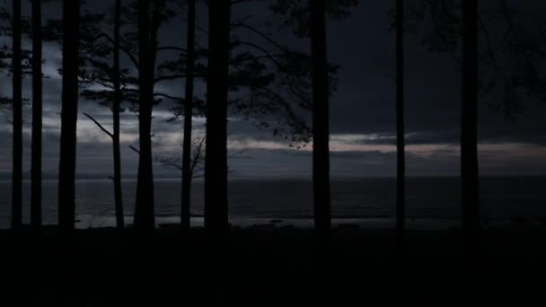 Träd på stranden på kvällen. — Stockvideo