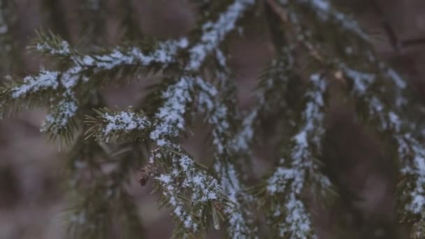 Śnieg na gałęzie drzew. — Wideo stockowe
